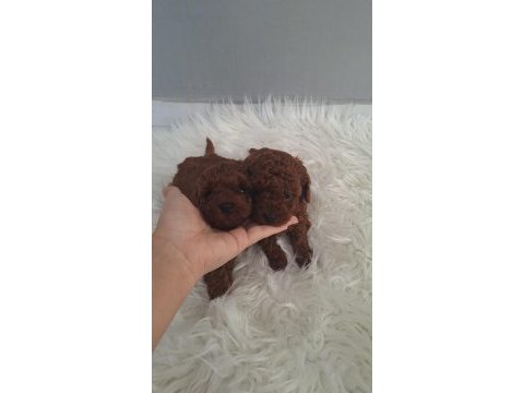 Minnoş poodle kızlarımız