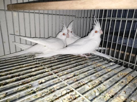 2 aylık yavru sultan papağanı
