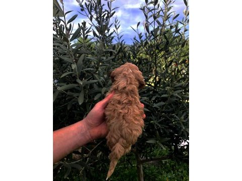 Irkının süper starı a kalite teacup maltipoo bebekler