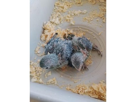 Bebek forpus papağanı
