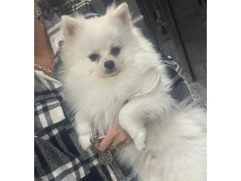 1 yaşında erkek pomeranian eğitimli kar beyazı renkte