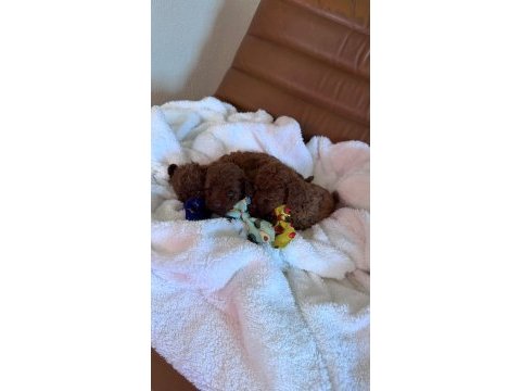 Kore poodle bebekler