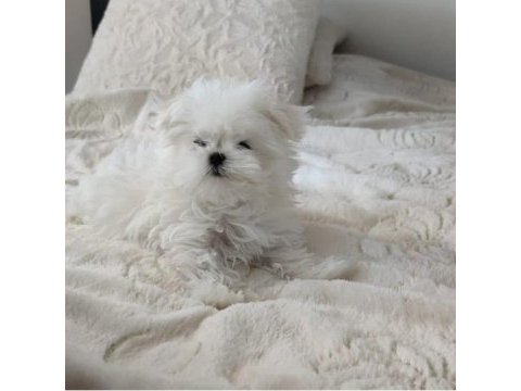 Teacup kore maltese bebeğim şecere belgeli