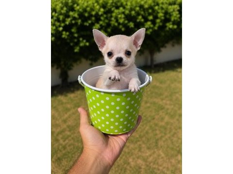 Irk ve sağlık garantili mini teacup bardak köpekler