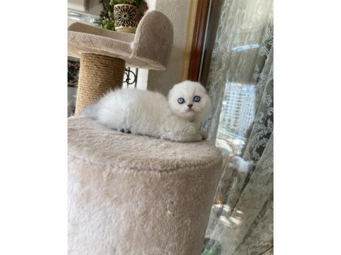 Scottish fold yavruları