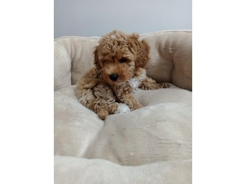 45 günlük dişi maltipoo