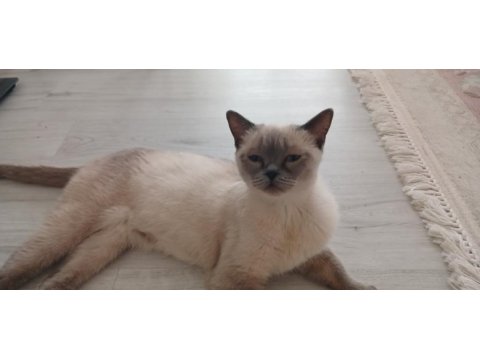 Safkan british shorthair