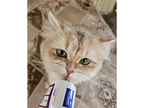 Yetişkin dişi cy11 british longhair