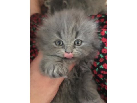 Dünya tatlısı british longhair yavrular
