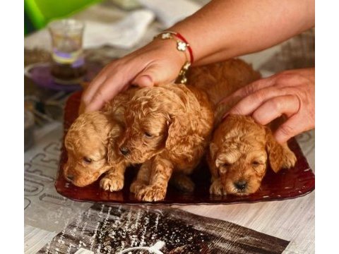 Anne altından ırk ve sağlık garantili poodle