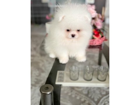 Teacup ayıcık pomeranian