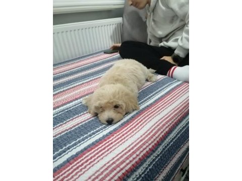 2.5 aylık aşıları tamam dişi maltipoo