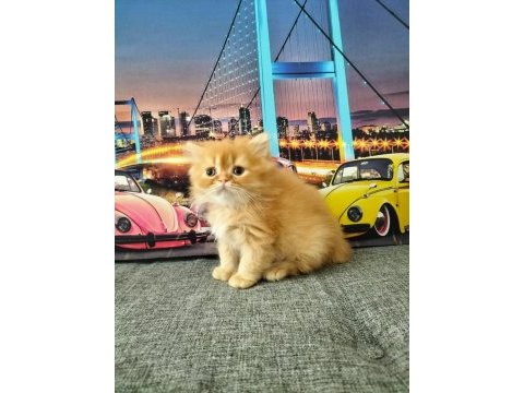 British longhair red erkek