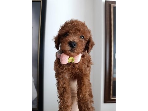 Safkan red brown toy poodle yavrular üst kalite