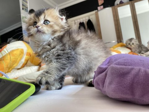 Yavru sahiplendirme scottish fold longhair