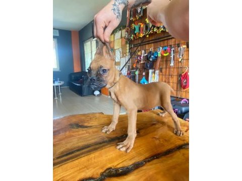 Oyuncu ve koruyucu boxer yavruları