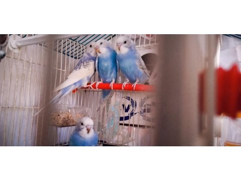 Muhabbet kuşu hepsi bebek 3 haftalık evimde büyüttüm
