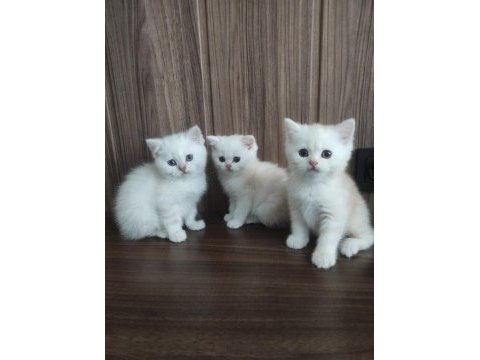 British shorthair bebeklerim