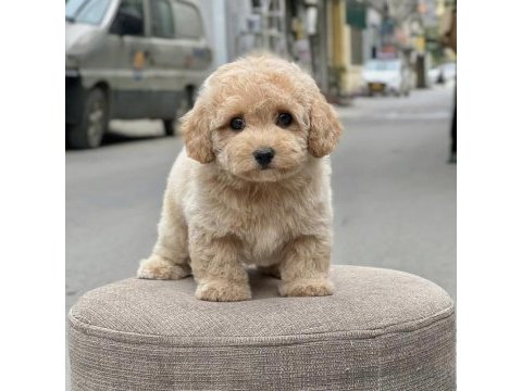 Maltipoo kızımız linda