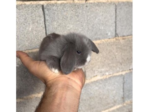 Hollanda teddy lop tavşan yavruları