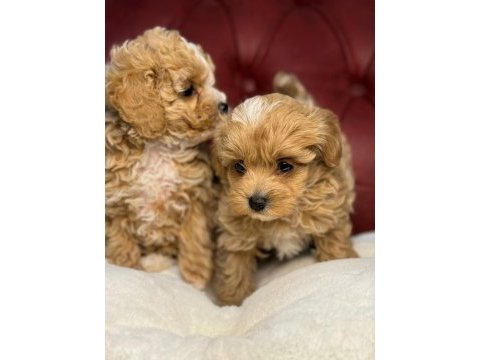 Ankaranın en kaliteli mini maltipoo yavruları