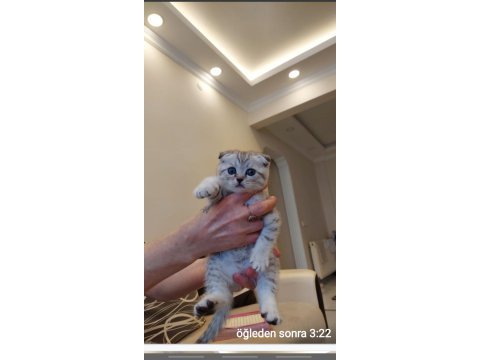 Yavru kedi sahiplendirme scottish fold
