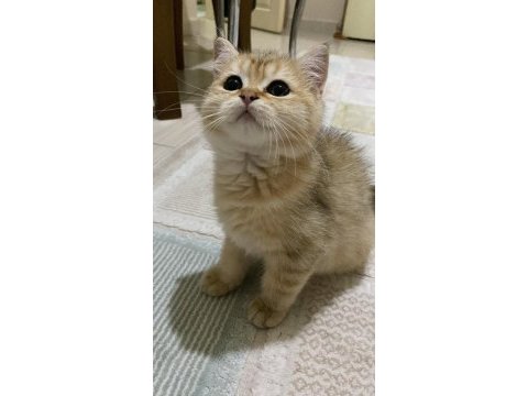 British shorthair 2,5 yaşında