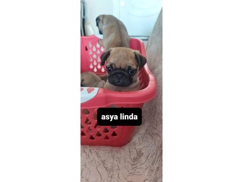 Pug mops bebekler