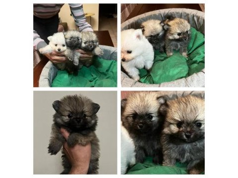 Pomeranian yavrular
