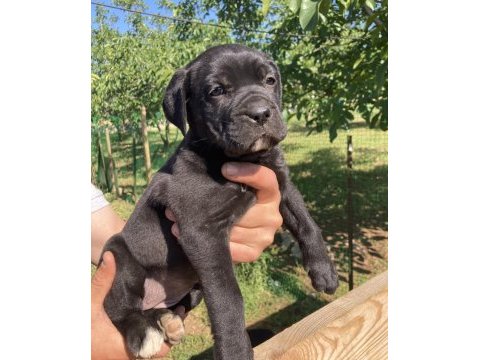 Dev panter siyah cane corso canavarlar