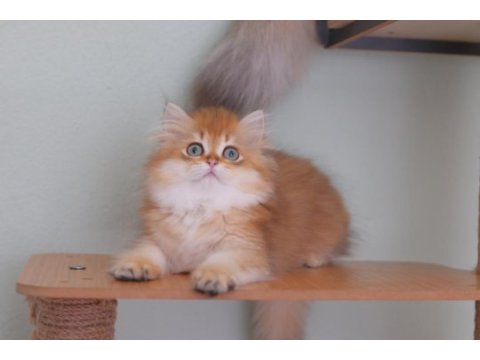 British longhair safkan erkek