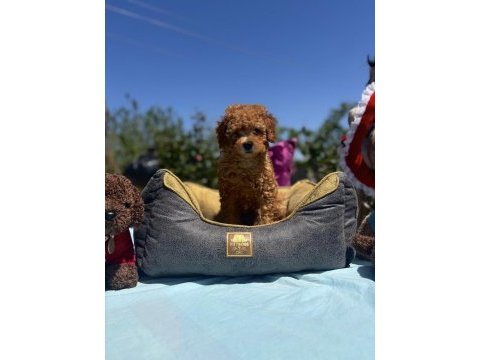 Dişi 3 aşılı wc eğitimli poodle