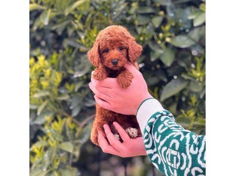 Toy poodle köpekler