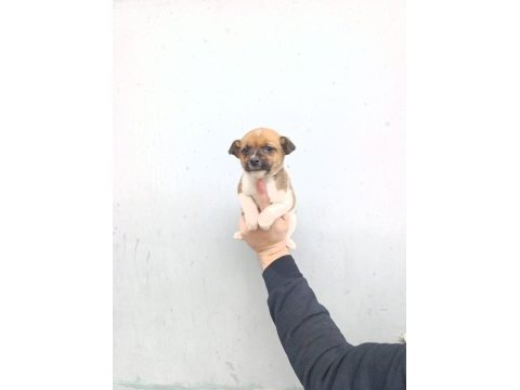A kalite jack russell bebekler