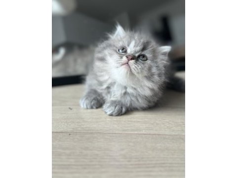 British shorthair yavrumuz yuvasına gitmeye hazır