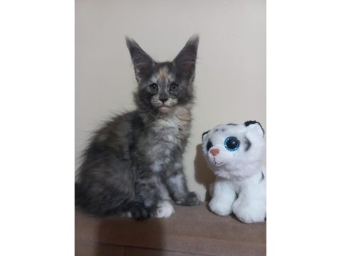 Mucize maine coon