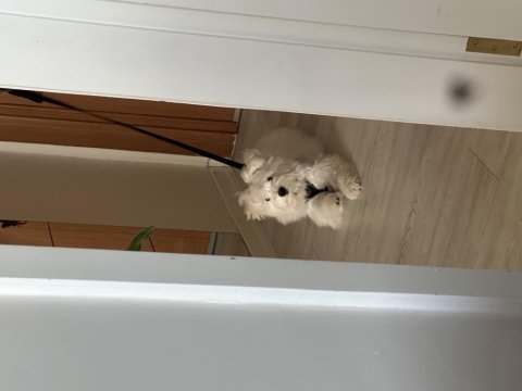 Terrier maltese dişi köpeğim