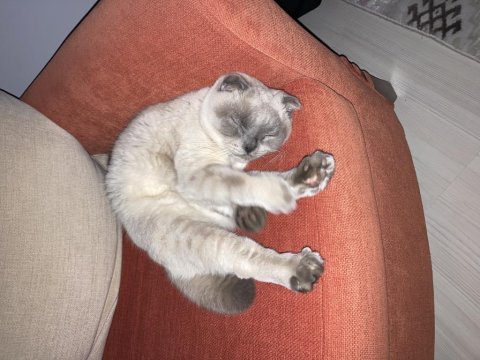 Sahiplendirilecek scottish fold