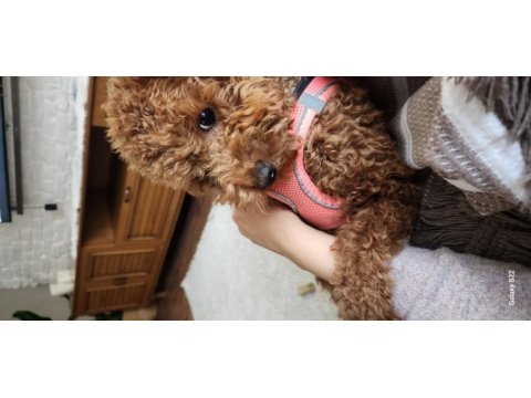 18 aylık dişi toy poodle