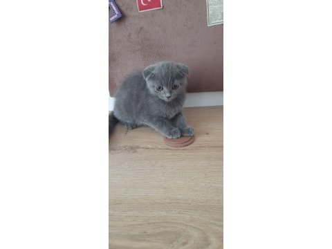 Scottish fold yavrular sahiplendirilecek