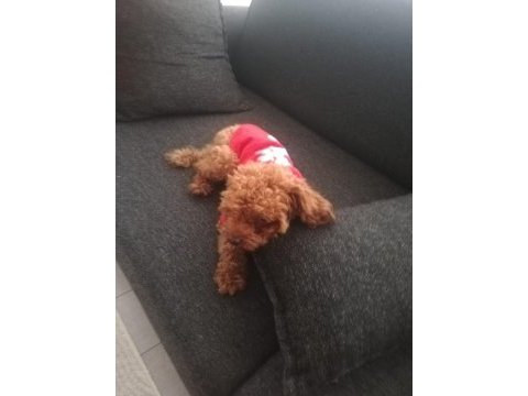 Köpeğimiz kukiş