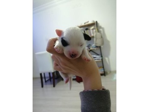 Jack russell terrier 40 günlük yavru