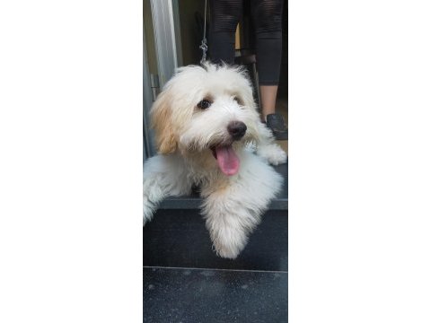 Maltipoo köpeğim ücretsiz sahiplendirilecek