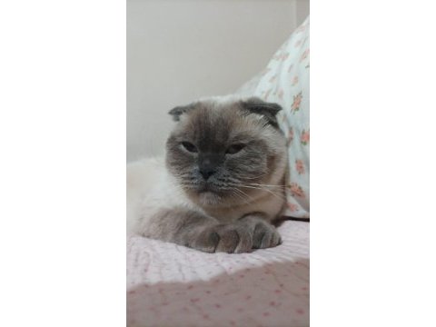 Scottish fold kedimize acil yuva