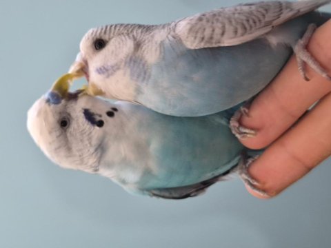 Çift muhabbet kuşu