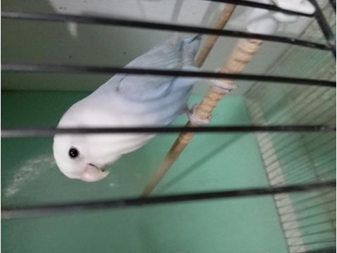 Konuşan evcil sevda papağanı