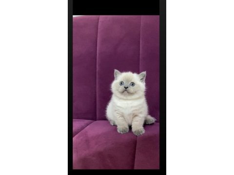 Safkan koca kafalı ayı surat british shorthair