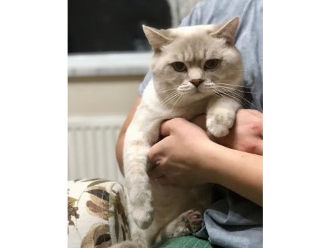 Bluepoint erkek scottish fold