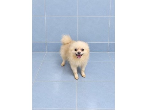 Yeni yuvasına gitmeye hazır pomeranian