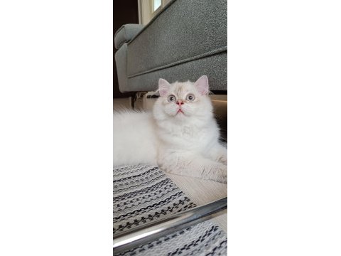 Full şecereli 4 aylık british longhair